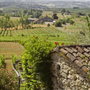 Vignoble Vignoble