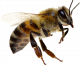 shutterstock_524283229 shutterstock_524283229